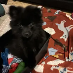 Purebred Pomeranian-black