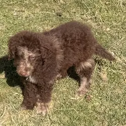Doodle puppies