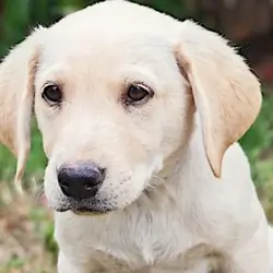 Yellow Male Labrador Retriever Puppy - Ragnor