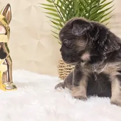 Blue & Tan Fluffy French Bulldog Female - Angel