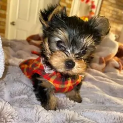 Puppy for adoption