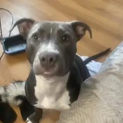 7 MONTH OLD FEMALE BLUE XXL BULLY PUPPY