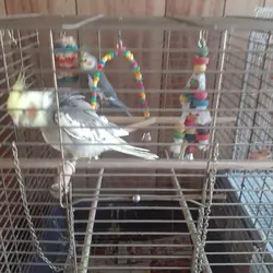 Male and female bonded pair of cockatiels with a c