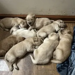 Golden retriever pups