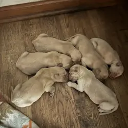 Golden retriever pups