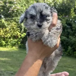 Toy Aussiedoodle Litter male/females