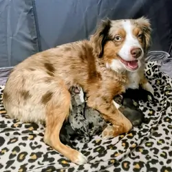 Miniature Australian Shepherd pups