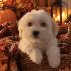 Maltipoo