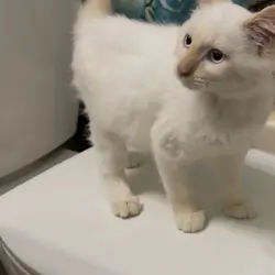 Flame point ragdoll kitten