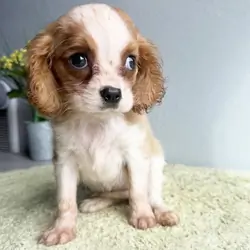 Cavalier King Charles Spaniel