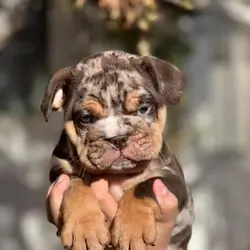 **Damaris – Beautiful Female English Bulldog Puppy