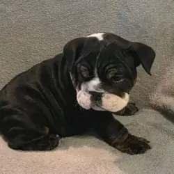**Jasmine – Beautiful Female English Bulldog Puppy