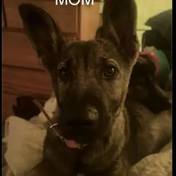 German Shephard puppies