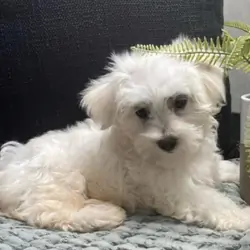 Adorable Maltese Puppy Looking for a Loving Foreve