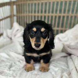 Luna is an adorable little princess with sparkling