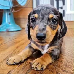 Meet Teddy, a handsome little Dachshund puppy
