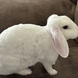 Female Mini plush lop