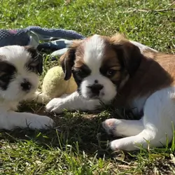 Shihtzu mix Puppies