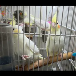 Cockatiel!