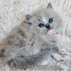 Fluffy TICA Blue Mitted Mink Cherubim Ragdoll Boy