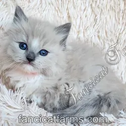 Fluffy TICA Blue Mitted Mink Cherubim Ragdoll Girl