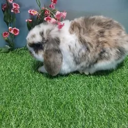 Purebred Holland Lop Boy