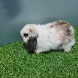 Purebred Holland Lop Boy Bunny