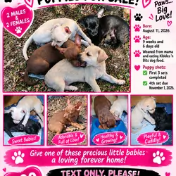 Chihuahua Puppies