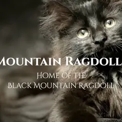 Black Mountain Ragdolls