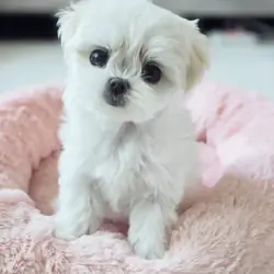 Maltese puppies available