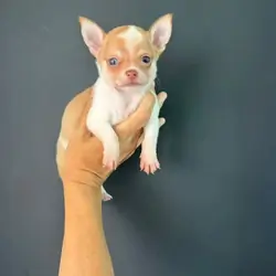 Chihuahua puppies available