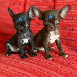 chihuahua puppies available