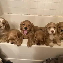 Cocker Spaniel Puppies, available now