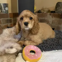 Cocker Spaniel Puppies, available now