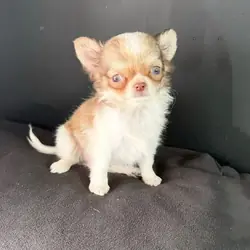 chihuahua puppies available