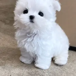 Maltese puppies available