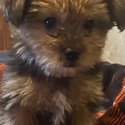 Yorkshire Terrier Pup