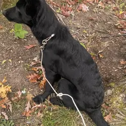 Beautiful black on black AKC registered female