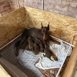 Chocolate Dobermans from Grandchampion Liniage