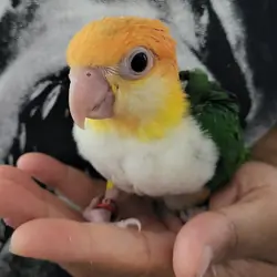 White Bellied Caiques