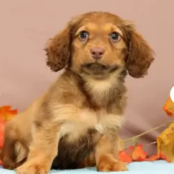 Miniature Dachshund Female Puppy