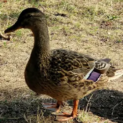 FEMALE MILLARD DUCKS