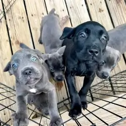 Cane corso