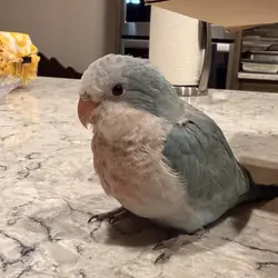 baby quaker