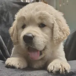 AKC Golden retriever puppies