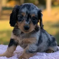 Miniature dachshund female
