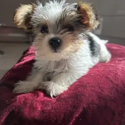 Biewer Terrier puppies for rehoming