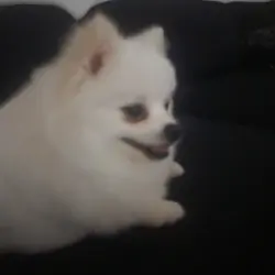 White Pomeranian