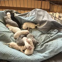 Labrador Retriever