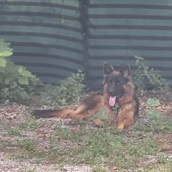 German shepherd